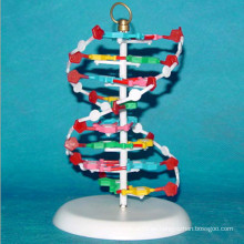 Hochwertige medizinische Forschung menschliches DNA-Modell (R180107)